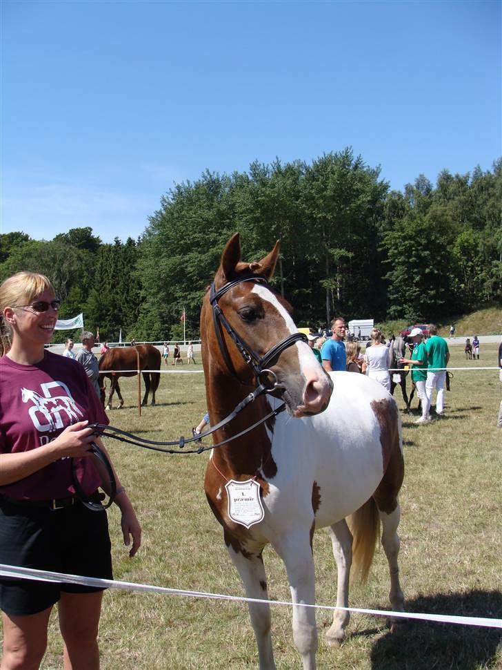 Pinto Kazella Nyberg - dyrskue 08 billede 12