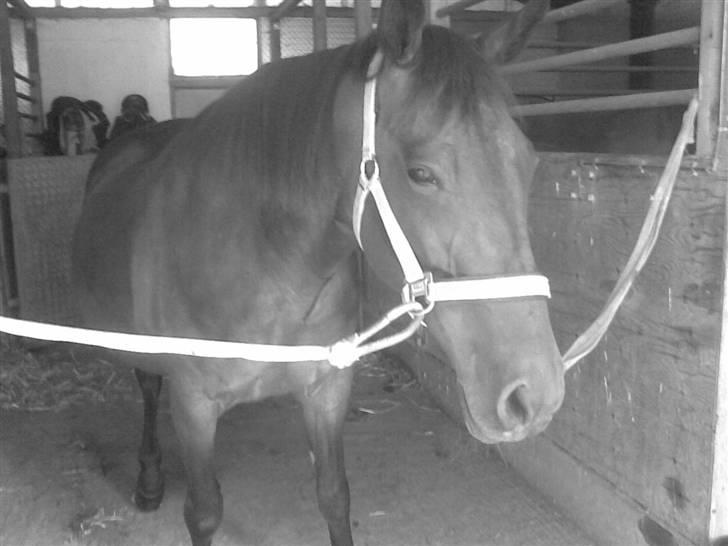 Traver Osari - AFLIVET billede 12