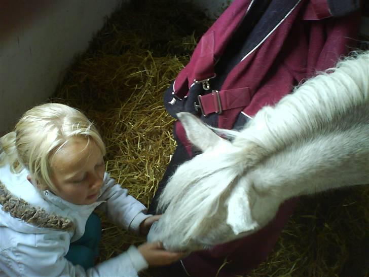 Welsh Mountain (sec A) Shadow(storbror) Solgt og elsket <3 <3 - os for evigt og altid i modgang og medgang(:  billede 11