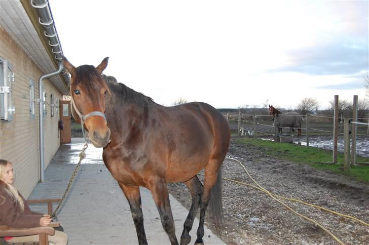 Dansk Varmblod mirador billede 3