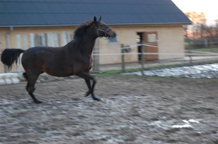 Dansk Varmblod mirador billede 4