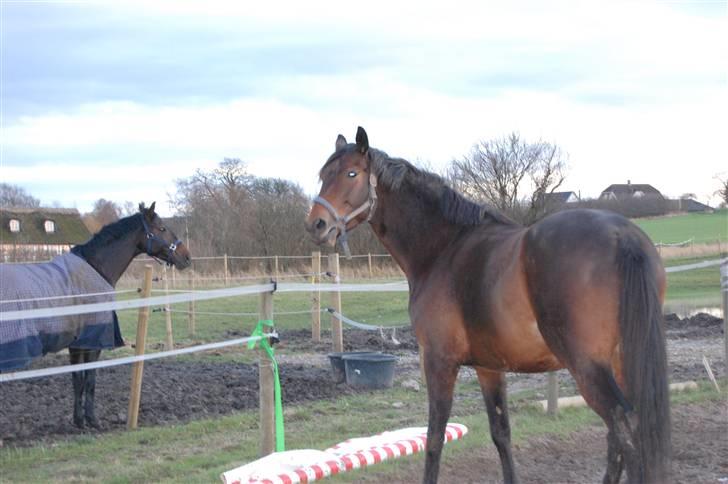 Dansk Varmblod mirador billede 7