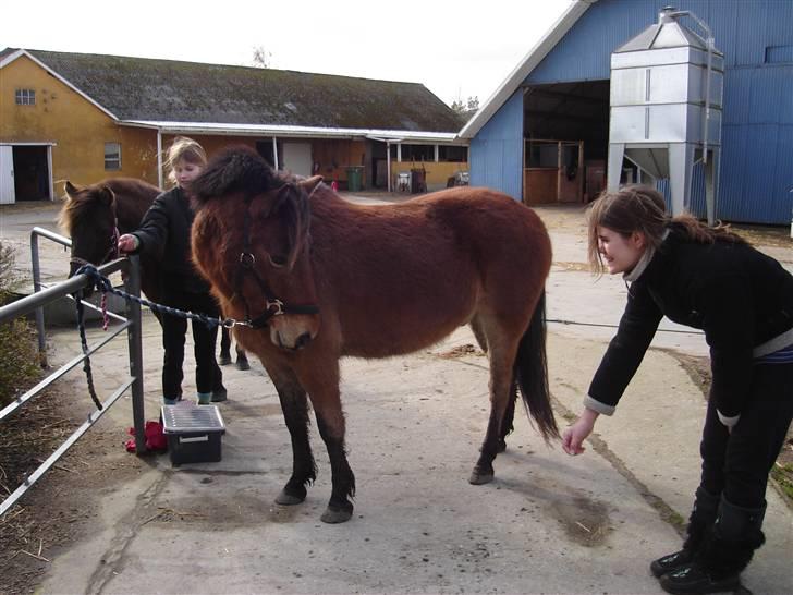 Gotlandsruss * Whisky - Gammel part. - Melissa snakker lige lidt med ham <3(: billede 5