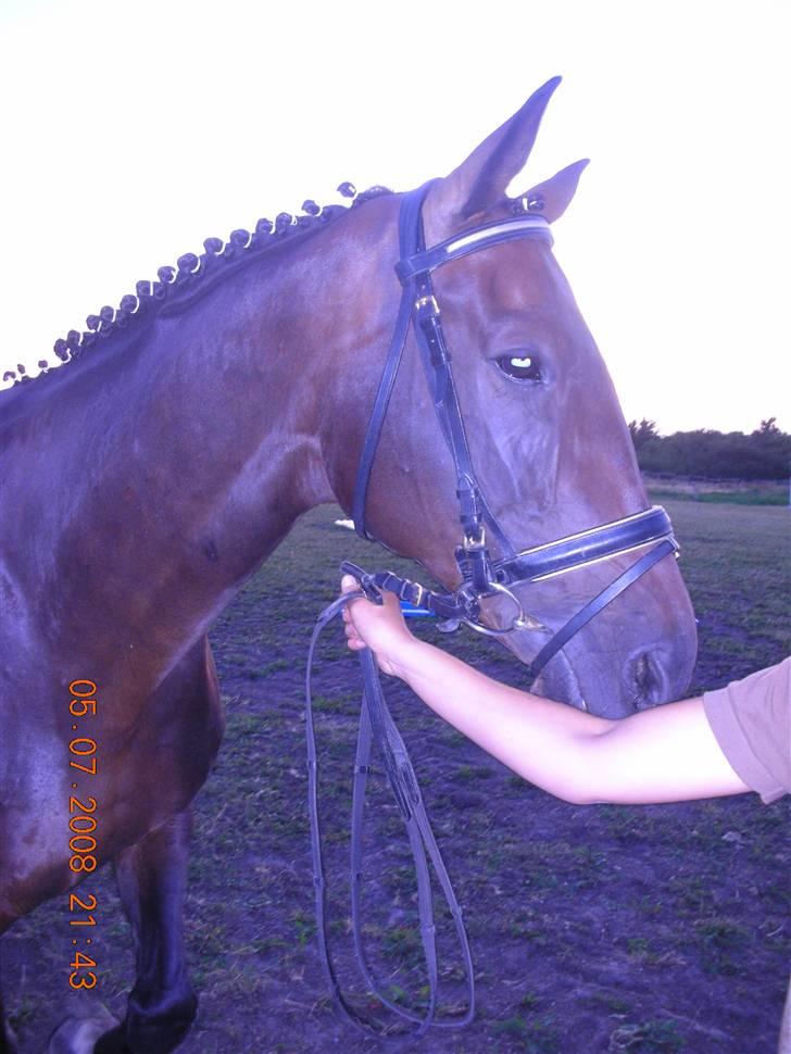 Hollandsk Varmblod Rastrona<3 Himmelhest billede 11