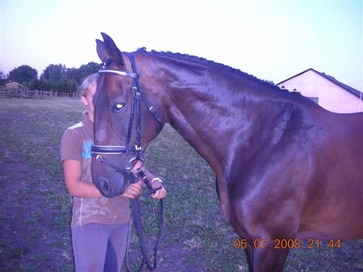 Hollandsk Varmblod Rastrona<3 Himmelhest billede 12