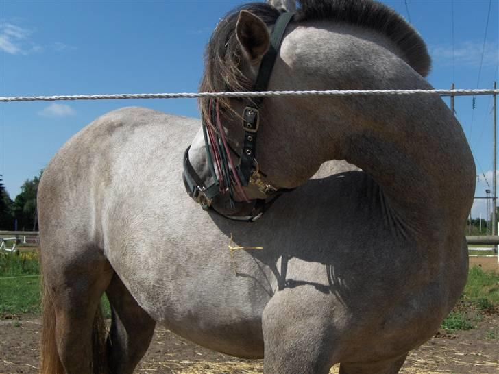 Connemara Canella - canella på hendes sygefold. (foto: malene -tak(:!) billede 2