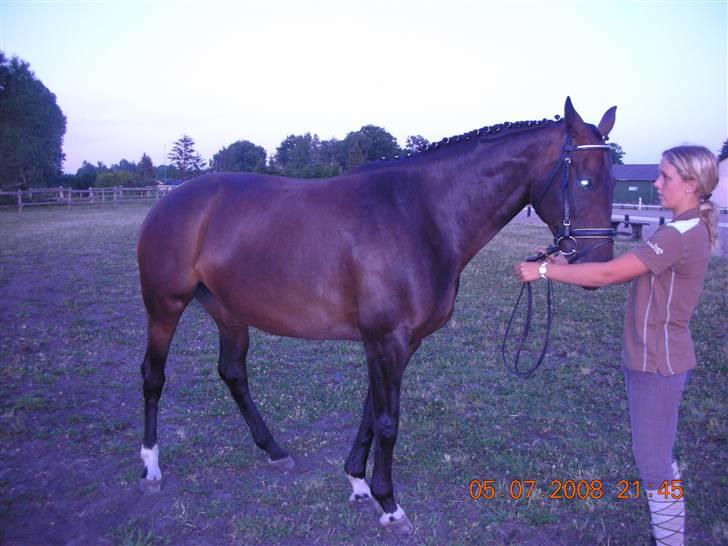 Hollandsk Varmblod Rastrona<3 Himmelhest billede 13