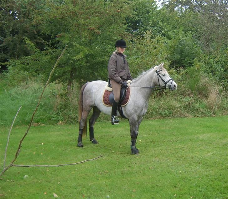 Connemara Canella - Canella og jeg derhjemme <3 billede 3