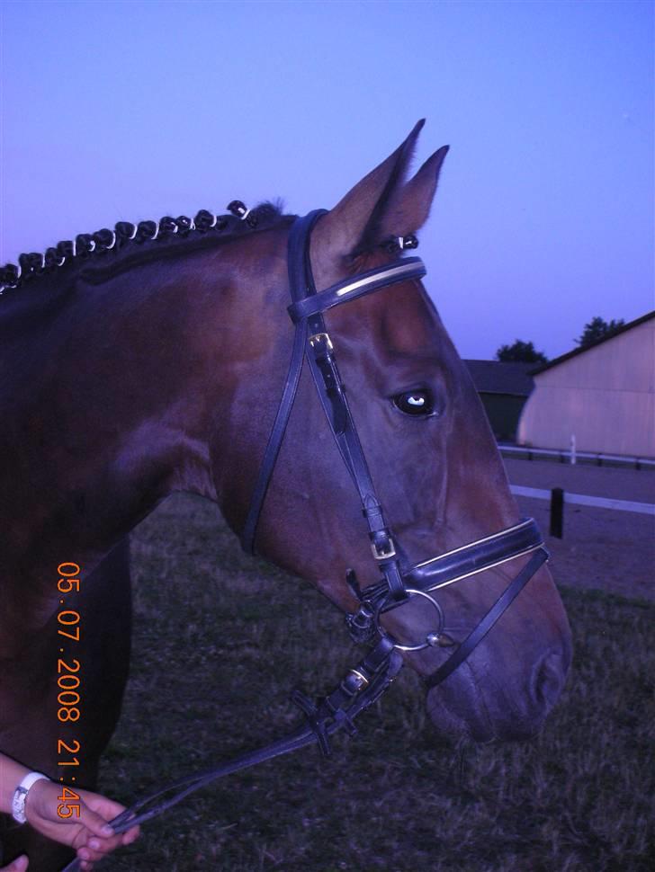 Hollandsk Varmblod Rastrona<3 Himmelhest billede 15
