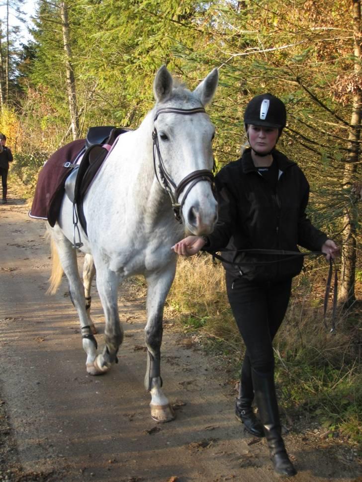 Dansk Varmblod Lamborghini solgt - på langtur :) billede 19