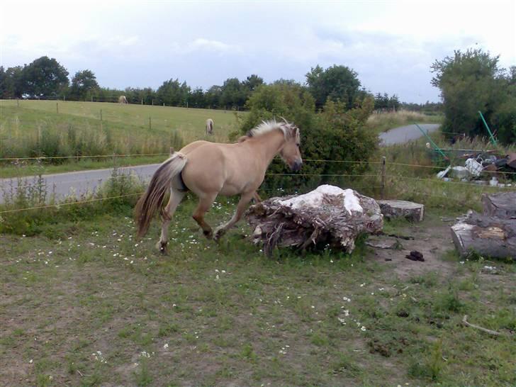 Fjordhest Aron - NEEEJ JEG VIL IKKE FANGES.. De opdager mig ikke hvis jeg løber herom og gemmer mig hehe.. billede 2