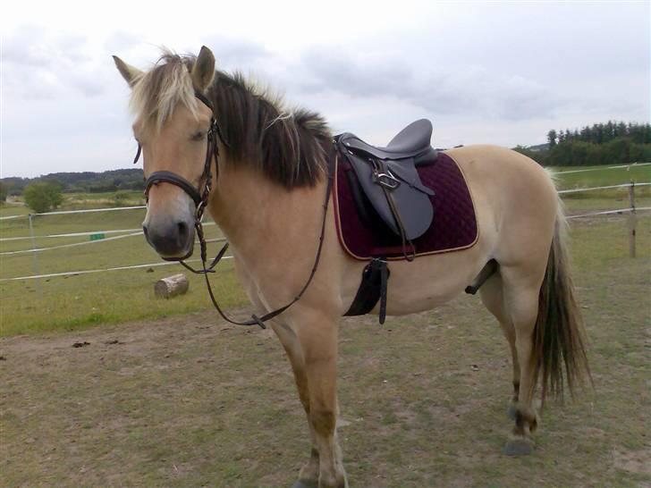 Fjordhest Aron - Så skulle der prøves sadler... Den her ser ud til at passe.. billede 3