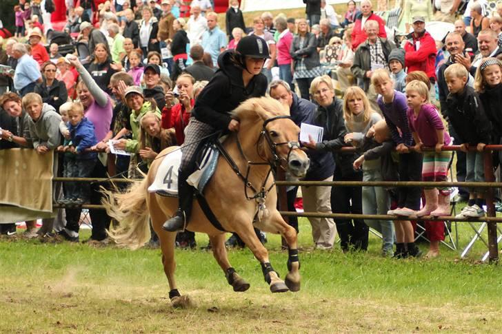 Anden særlig race Golden Dancer - Solgt - ASÅ VÆDDELØB 09 2. plads FOTO; Sipo  billede 6