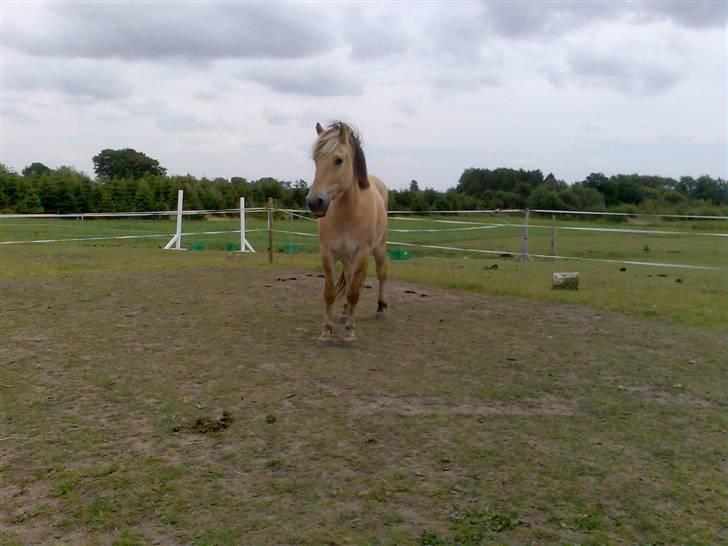 Fjordhest Aron - Aron kigger efter et eller andet.. billede 4