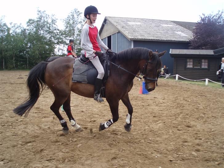 Anden særlig race Bakkelys Felur *Solgt* billede 7