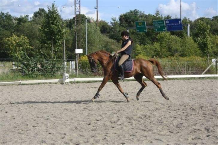 Hollandsk Sportspony Lorenzo solgt :/  - fri trav sommer 2009 .  billede 7