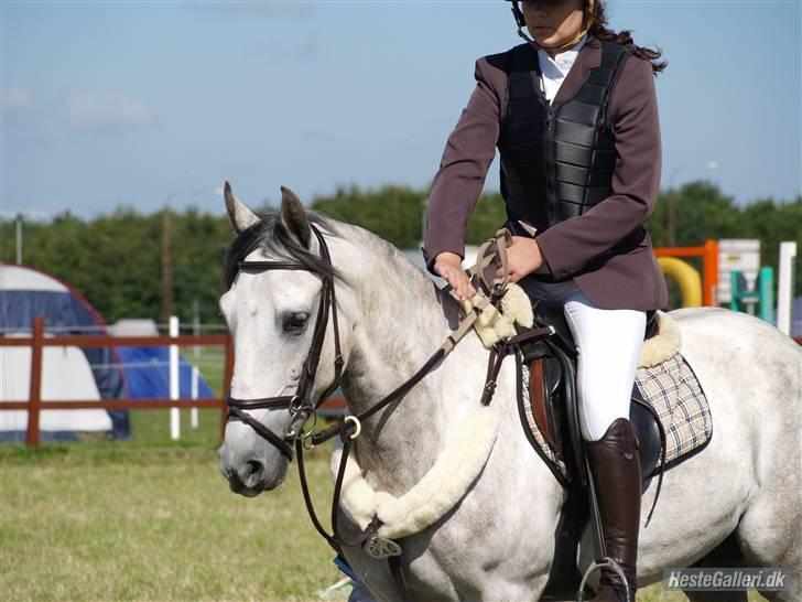 Hollandsk Sportspony Poetin -  SOLGT. - Hammerum 2008. billede 6