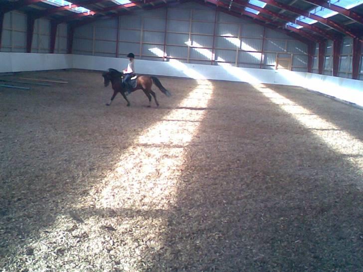 New Forest Langmarksgårds Destiny billede 9