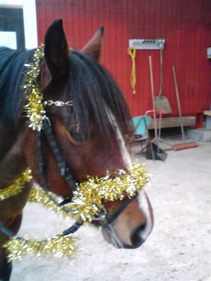 New Forest Langmarksgårds Destiny billede 11