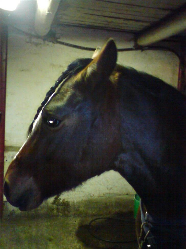 New Forest Langmarksgårds Destiny billede 12