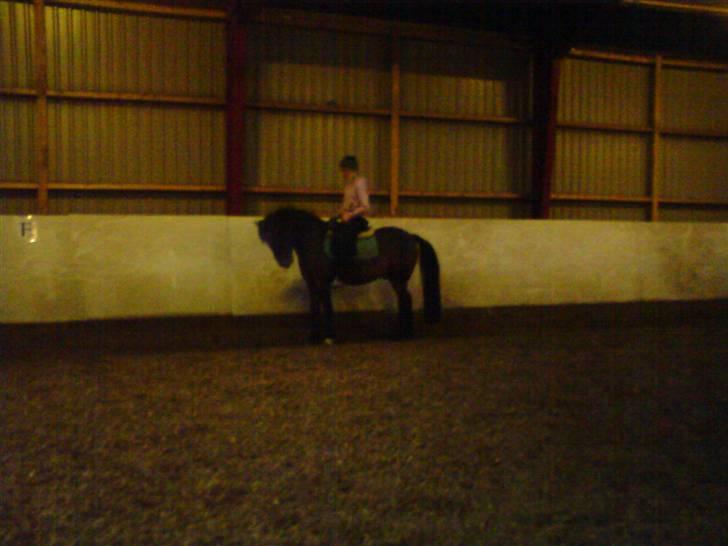 New Forest Langmarksgårds Destiny billede 14