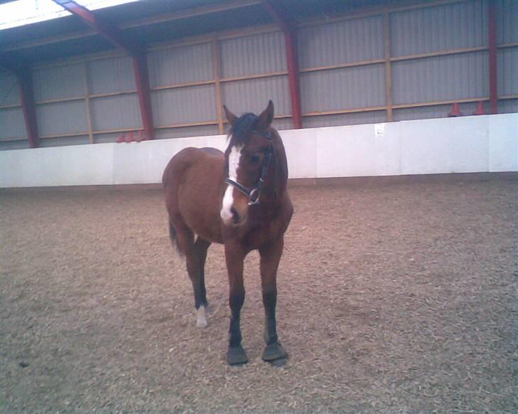 Dansk Varmblod Søballegårds Amazing  Choco billede 15