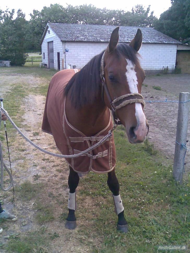 Dansk Varmblod Søballegårds Amazing  Choco billede 16