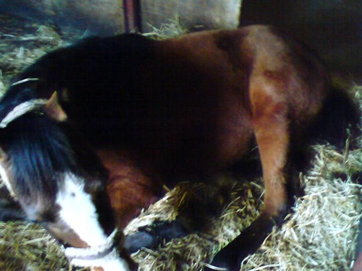 Dansk Varmblod Søballegårds Amazing  Choco billede 17