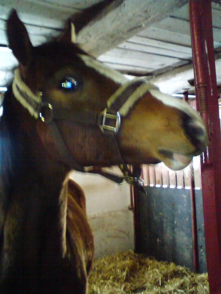 Dansk Varmblod Søballegårds Amazing  Choco billede 18