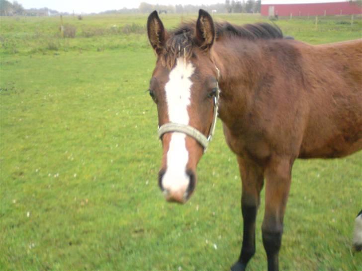 Dansk Varmblod Søballegårds Amazing  Choco billede 19