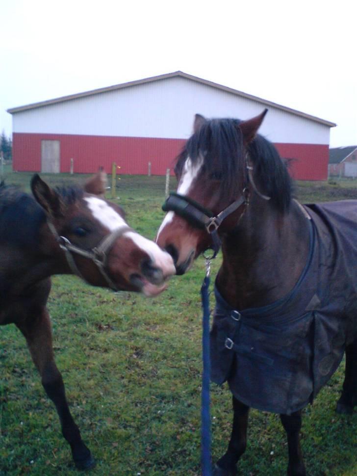 Dansk Varmblod Søballegårds Amazing  Choco billede 20