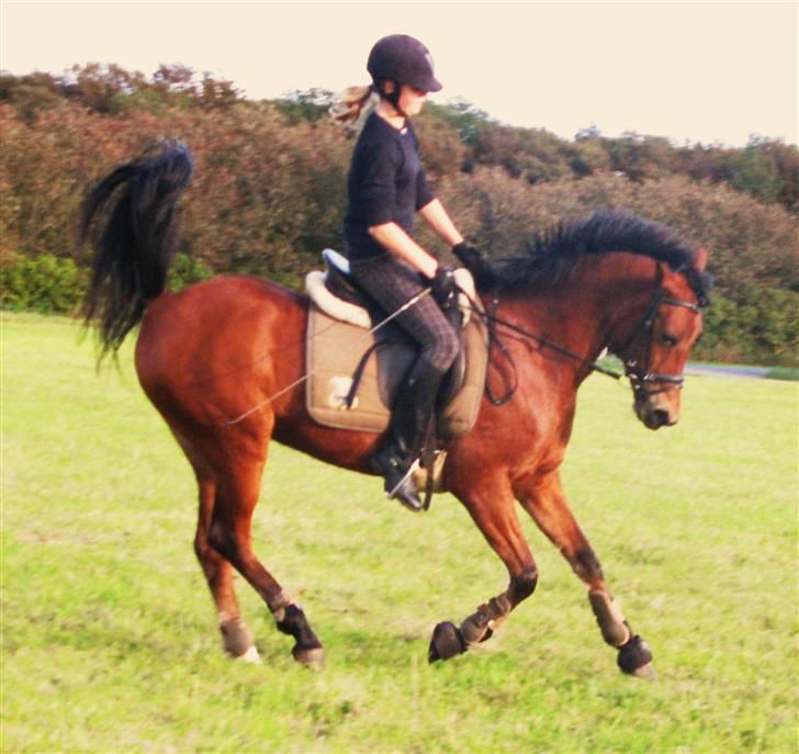 Anden særlig race Sheika Bahia - Mulen & Mig i galop :p  billede 3