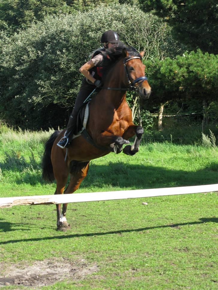 Anden særlig race Sheika Bahia - Vi kan sagtens springe også :D  billede 5