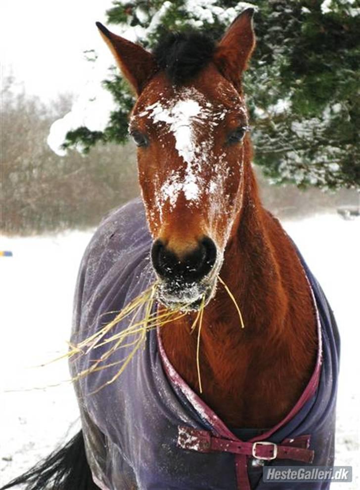 Anden særlig race Sheika Bahia - Prinsessen i sne  xD <3 billede 13