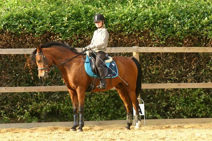 Anden særlig race Sheika Bahia - Lille mig? xD. Sidste sommer... billede 17