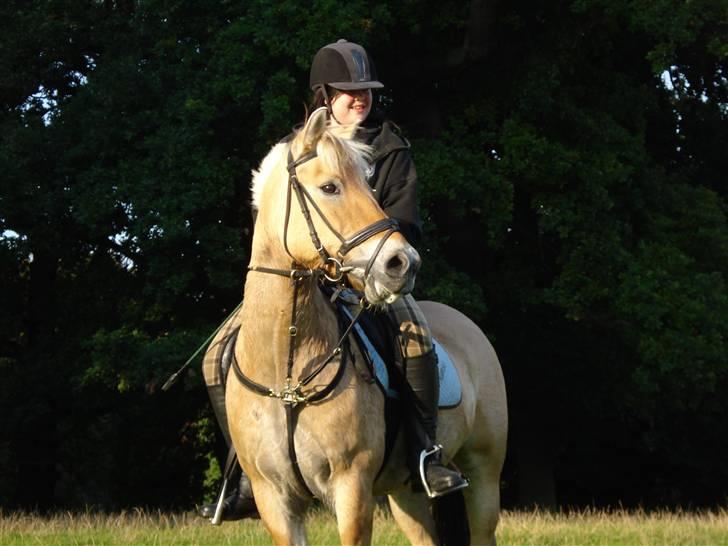 Fjordhest Bamse *RIP* - Nøøøøj, se der! billede 1