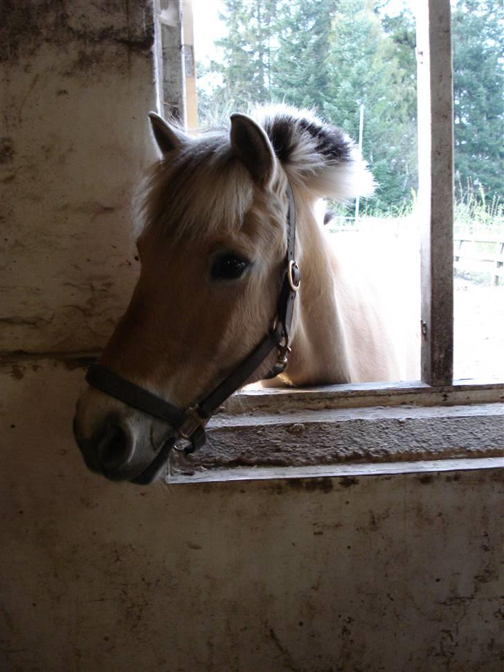Fjordhest Bamse *RIP* - Hvor er Emma? billede 2