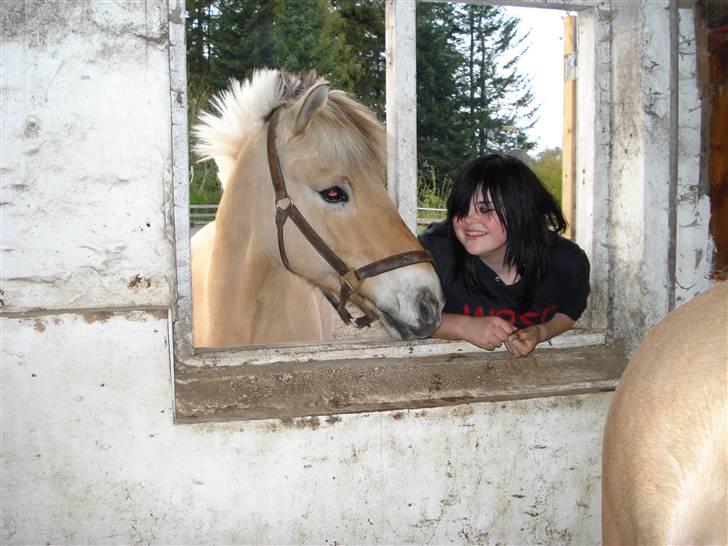 Fjordhest Bamse *RIP* - Så hænger man ud i Emma´s boksvindue xD billede 3
