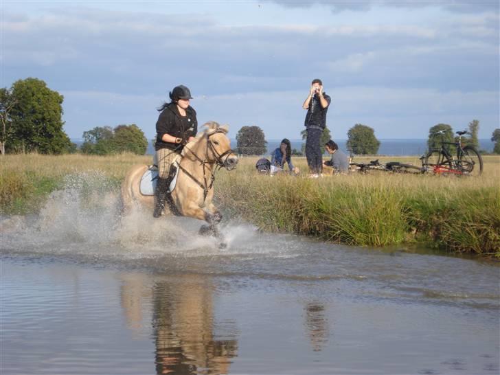 Fjordhest Bamse *RIP* - Galop igennem magasin dammen  billede 5