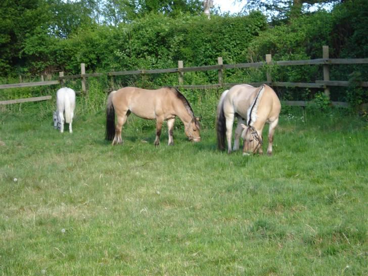 Fjordhest Bamse *RIP* - Græsse med the homie´s billede 6