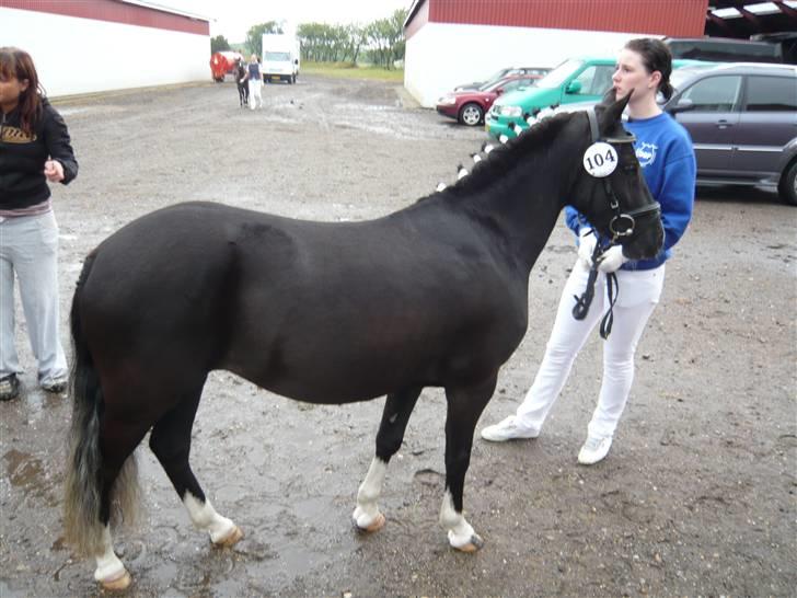 DSP Sofie RT - Sofie RT til kåring den 22-6-08 billede 1