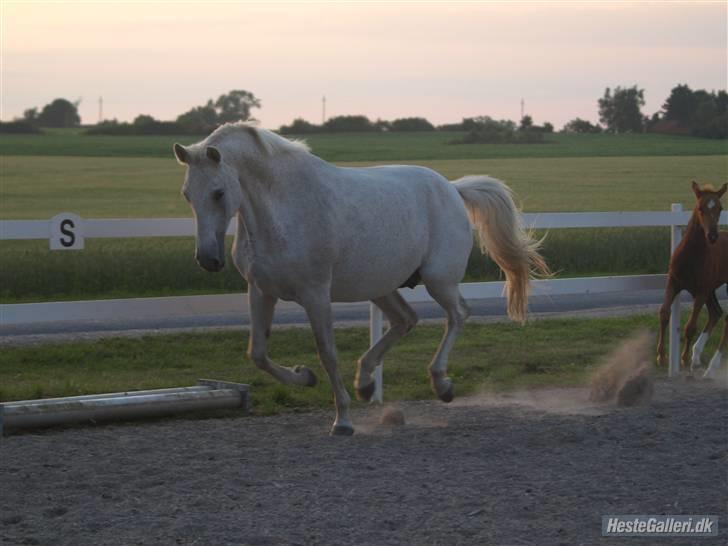 Dansk Varmblod Blue Hors Salvie - taget af FE billede 11