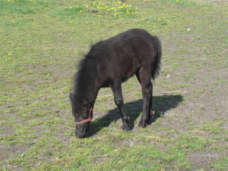 Anden særlig race Mille *SOLGT* - se jeg spiser græs:) billede 1