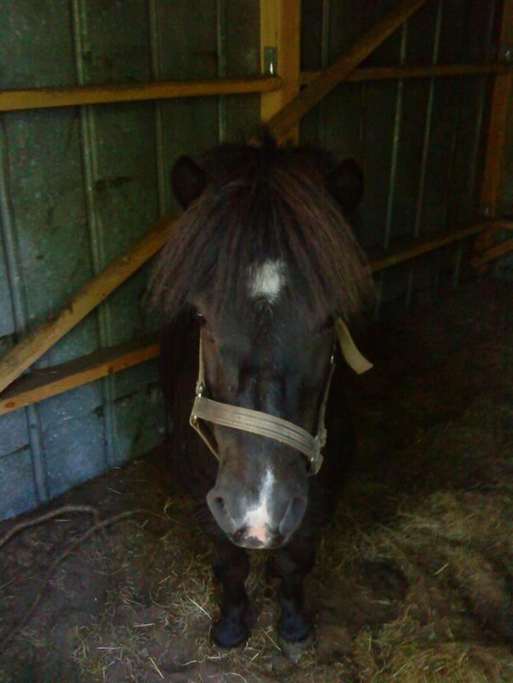 Shetlænder Whitefield Evan  billede 1