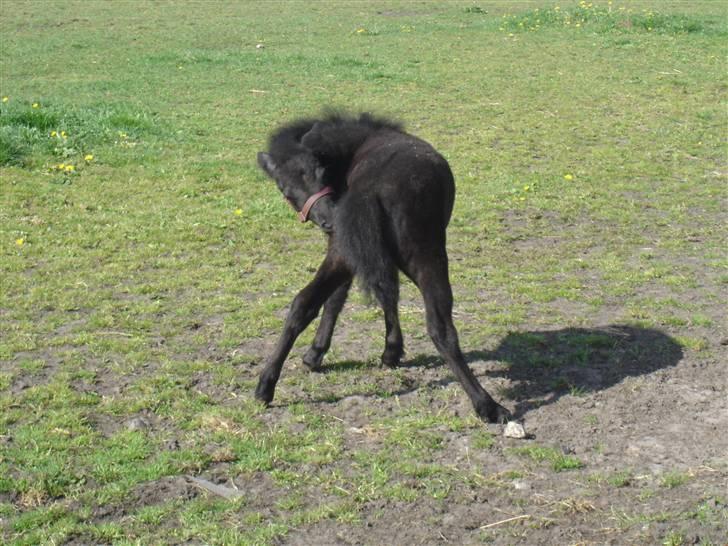 Anden særlig race Mille *SOLGT* - åhh jeg klør billede 2
