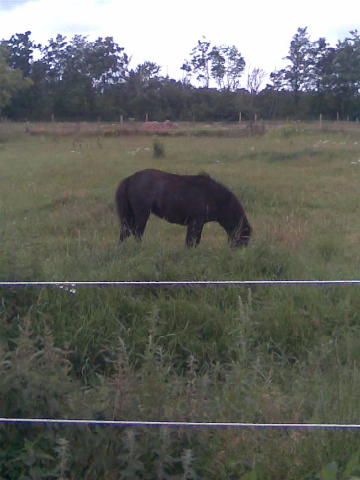 Anden særlig race Mille *SOLGT* - uhmm græs billede 3