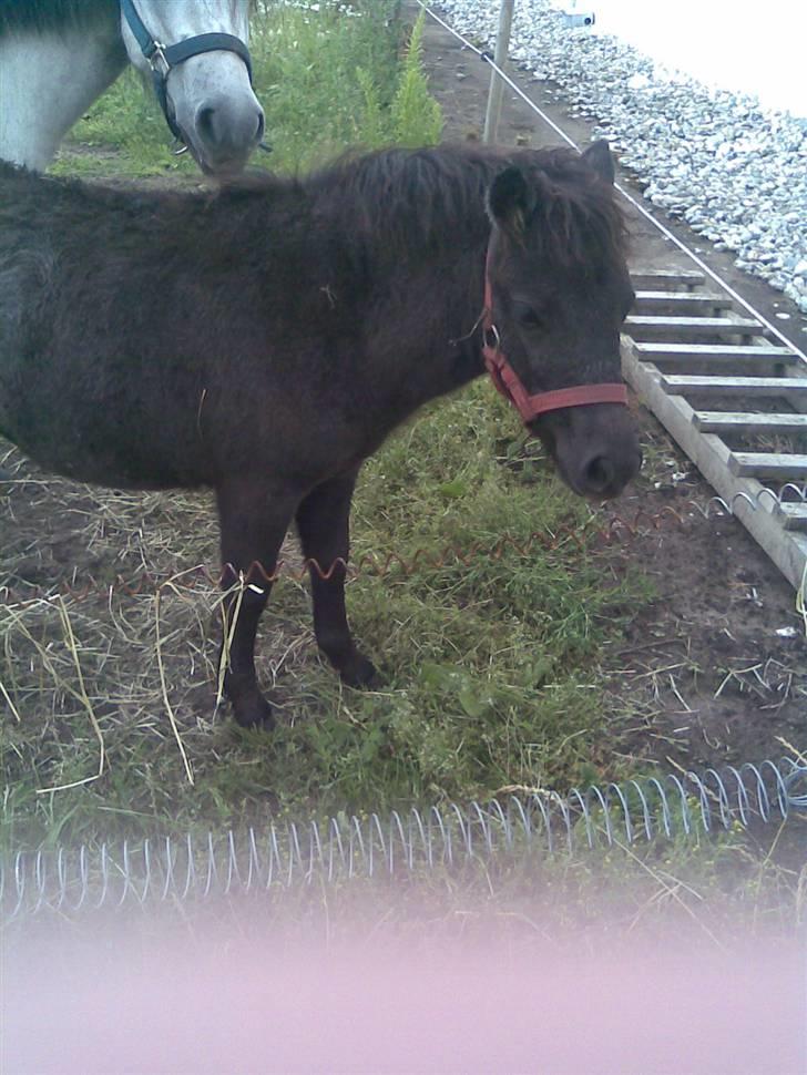 Anden særlig race Mille *SOLGT* - hej line billede 4