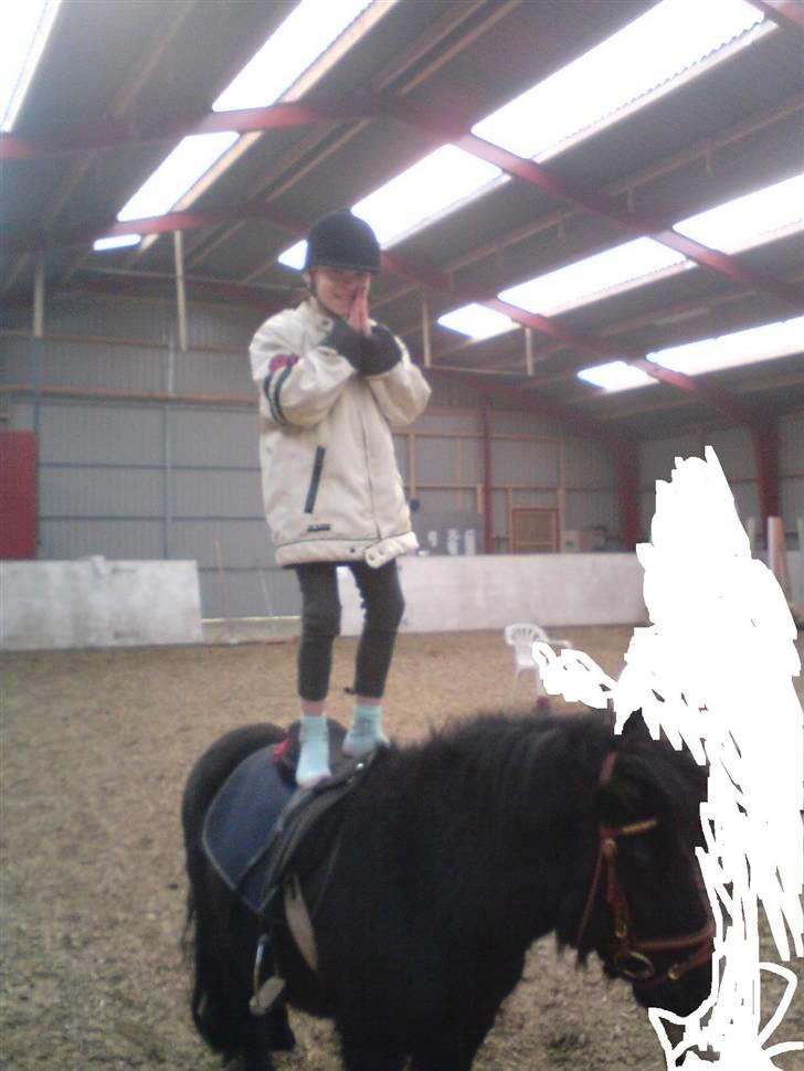 Shetlænder Whitefield Evan  billede 2