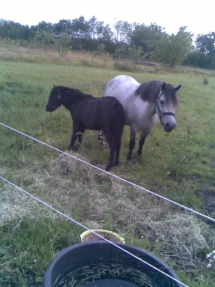 Anden særlig race Mille *SOLGT* - mig og mor.:) billede 6