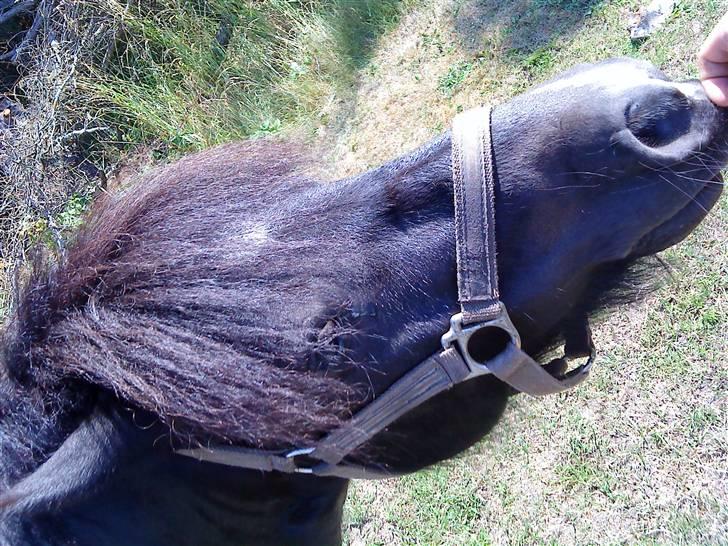 Shetlænder Whitefield Evan  billede 3